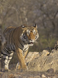 Royal Bengal Tiger On The Move, Ranthambhor National Park, India Photographic Print by Jagdeep Rajput