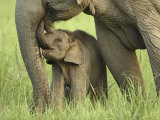Elephant and Young, Corbett National Park, Uttaranchal, India Photographic Print by Jagdeep Rajput
