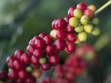 Kona Coffee, Island Of Hawaii, Hawaii Photographic Print by Douglas Peebles