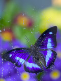 Prepona Butterfly Caught in Dew Photographic Print by Darrell Gulin Prepona Butterfly Caught in Dew Photographic Print by Darrell Gulin