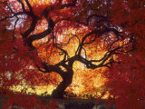 Japanese Maple, Darien, Connecticut, USA Photographic Print by Alison Jones