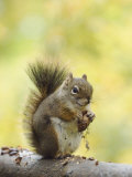 Red Squirrel, Jenny Lake, Grand Teton National Park, Wyoming, USA Photographic Print by Rolf Nussbaumer