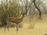 The Chinkara, Ranthambhor National Park, India Photographic Print by Jagdeep Rajput