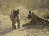 Young Royal Bengal Tiger, Ranthambhor National Park, India Photographic Print by Jagdeep Rajput
