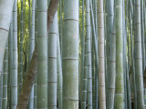 Bamboo Forest, Kyoto, Japan Photographic Print by Gavriel Jecan