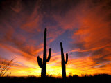 Saguaro Cactus at Sunset, Sonoran Desert, Arizona, USA Photographic Print by Marilyn Parver