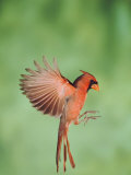 Northern Cardinal, New Braunfels, Hill Country, Texas, USA Photographic Print by Rolf Nussbaumer