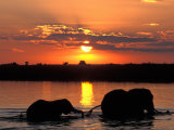 Herd of Elephants, Chobe River at Sunset, Chobe National Park, Botswana Photographic Print by Paul Souders
