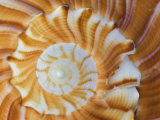 Spiral Pattern in Seashell, Florida, USA Photographic Print by Adam Jones
