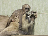 Hanuman Langoor and young, Ranthambhor National Park, India Photographic Print by Jagdeep Rajput