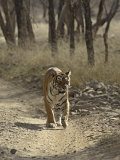 Royal Bengal Tiger, Ranthambhor National Park, India Photographic Print by Jagdeep Rajput