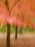 Impressionistic View of Trees in Autumn Lámina fotográfica por Jay O'brien