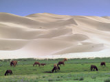 Wild Horses, Gobi Desert, Mongolia Photographic Print by Gavriel Jecan