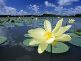 American Lotus, Welder Wildlife Refuge, Rockport, Texas, USA Photographic Print by Rolf Nussbaumer