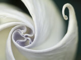 Datura Flower Close-Up, Pennsylvania, USA Photographic Print by Nancy Rotenberg