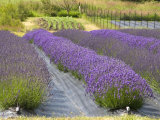 Lavender Farm, San Juan Islands, Washington, USA Photographic Print by Savanah Stewart