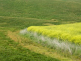 Countryside, Val D'Orcia, Siena Province, Tuscany, Italy Photographic Print by Sergio Pitamitz