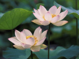 Keren Su - Lotus Flower in Blossom, China - Fotografik Baskı Keren Su - Lotus Flower in Blossom, China - Fotografik Baskı