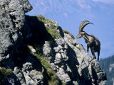 Alpine Ibex,Niederhorn, Interlaken, Switzerland Photographic Print by Rolf Nussbaumer