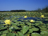 Yellow Waterlily, Welder Wildlife Refuge, Sinton, Texas, USA Lámina fotográfica por Rolf Nussbaumer