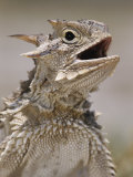 Texas Horned Lizard, Rio Grande Valley, Texas, USA Photographic Print by Rolf Nussbaumer
