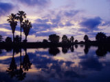 Palm Trees at Sunset, Rio Grande Valley, Texas, USA Photographic Print by Rolf Nussbaumer