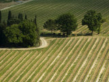 Countryside, Val D'Orcia, Siena Province, Tuscany, Italy Photographic Print by Sergio Pitamitz