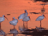 White Ibis, Ding Darling National Wildlife Refuge, Sanibel Island, Florida, USA Photographic Print by Charles Sleicher