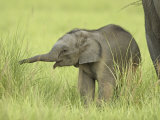 Asian Elephant,Corbett National Park, Uttaranchal, India Photographic Print by Jagdeep Rajput