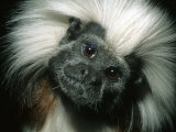 Cotton-Top Tamarin, Colombia Photographic Print by Kevin Schafer