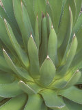 Agave, San Jose Del Cabo, Baja California Sur, Mexico Lámina fotográfica por Rob Tilley