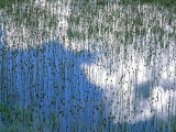 Reflection of Teasels and Clouds, Glacier National Park, Montana, USA Photographic Print by Steve Terrill