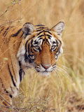 Royal Bengal Tiger Watching, Ranthambhor National Park, India Photographic Print by Jagdeep Rajput