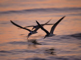 Black Skimmer, Fort Meyers, Florida, USA Photographie par Rolf Nussbaumer