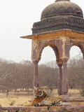 Royal Bengal Tiger At The Cenotaph, Ranthambhor National Park, India Photographic Print by Jagdeep Rajput