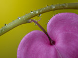 Bleeding Heart Flower, Pennsylvania, USA Photographic Print by Nancy Rotenberg