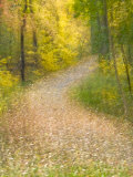 Impressionistic View of Trees in Autumn Lámina fotográfica por Jay O'brien