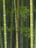 Bambloo Forest, Sagano, Arashiyama, Kyoto, Japan Lámina fotográfica por Rob Tilley Bambloo Forest, Sagano, Arashiyama, Kyoto, Japan Lámina fotográfica por Rob Tilley