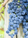 Syrah Grapes, Yakima Valley Washington State, USA Photographic Print by Rob Tilley