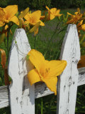 Daylilies By Picket Fence, Stockbridge, Berkshires, Massachusetts, USA Photographic Print by Lisa S. Engelbrecht