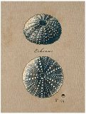 Vintage Linen Sea Urchin Arte por Regina-Andrew Design