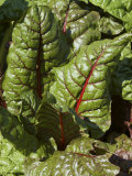 Swiss Chard, Tower Hill Botanical Garden, Boylston, Massachusetts,USA Photographic Print by Lisa S. Engelbrecht