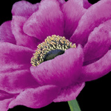 Brilliant Blooms I Posters by Linda Wood