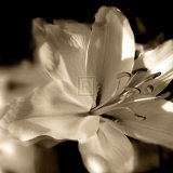 Lily Glow II Posters por Malcolm Sanders