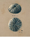 Vintage Linen Sea Urchin Plakaty autor Regina-Andrew Design Vintage Linen Sea Urchin Plakaty autor Regina-Andrew Design