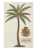 Kokospalme Giclée-Druck von Porter Design 