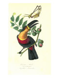 Toucan on Nutmeg Giclee Print by Porter Design 
