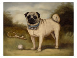 A Pug in Court Giclee Print by Porter Design 