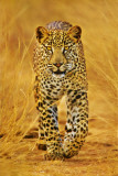 Cheetah Poster Cheetah Poster