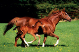 Mare & Foal - Poster Mare & Foal - Poster